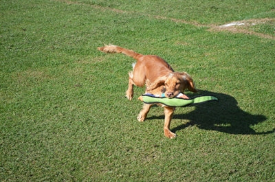 Happy Pet Glückliches Haustier Knalliger Wildfasan 52X9X9 CM