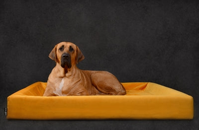 Bia Bed Royal Samtbezug Für Hundekorb Ocker WIA-50 60X50X12 CM