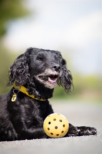 Trixie Aus Naturkautschuk Mit Glocke Für Blinde Oder Behinderte Hunde 7X7X7 CM