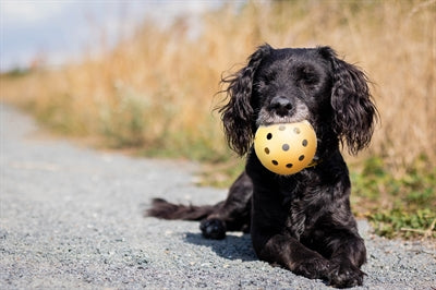 Trixie Aus Naturkautschuk Mit Glocke Für Blinde Oder Behinderte Hunde 7X7X7 CM