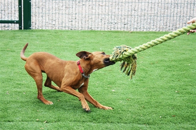 Happy Pet Glückliches Haustier Kingsize-Schleppseil