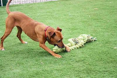 Happy Pet Glückliches Haustier Kingsize-Schleppseil