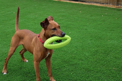 Happy Pet Grubber Interaktiver Rugby-Ball 26X13X13 CM