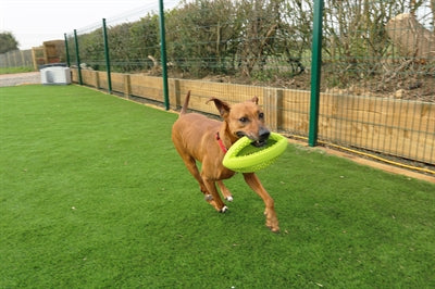 Happy Pet Grubber Interaktiver Rugby-Ball 26X13X13 CM